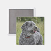 Aimant Cute Terrier Chien (Recto/Verso)