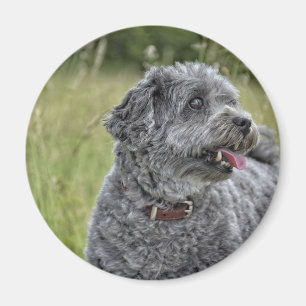 Aimant Cute Terrier Chien