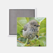 Aimant Cute Wet Young Bushtit Songbird sur le Laurel (Recto/Verso)