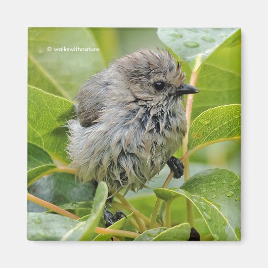 Aimant Cute Wet Young Bushtit Songbird sur le Laurel (Devant)
