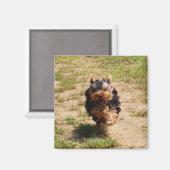 Aimant Cute Yorkshire Terrier Puppy course (Recto/Verso)