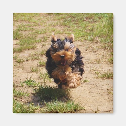 Aimant Cute Yorkshire Terrier Puppy course (Devant)