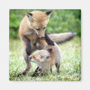 Aimant Cutest Baby Animals Adorable Fox Kit & Mama