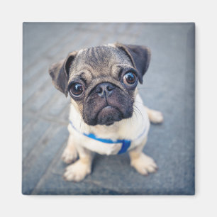 Aimant Cutest Baby Animals Baby Pug