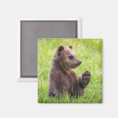Aimant Cutest Baby Animals | Brown Bear Cub Wave (Recto/Verso)