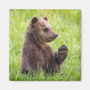 Aimant Cutest Baby Animals Brown Bear Cub Wave