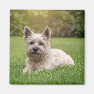 Aimant Cutest Baby Animals Cairn Terrier Dog