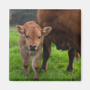 Aimant Cutest Baby Animals Cow & Calf