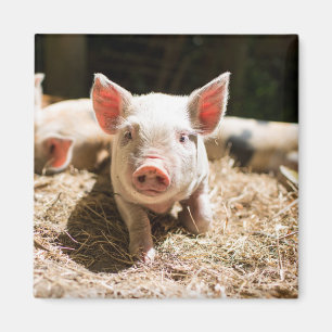 Aimant Cutest Baby Animals Cute Baby Piglet