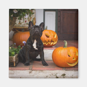 Aimant Cutest Baby Animals   French Bulldog Halloween