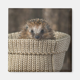 Aimant Cutest Baby Animals Hedgehog in a Basket
