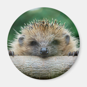 Aimant Cutest Baby Animals Hedgehog Smile