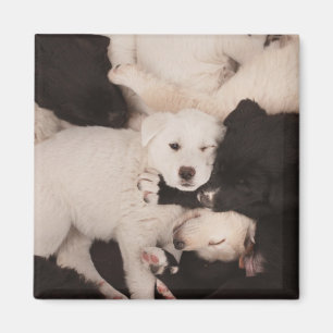 Aimant Cutest Baby Animals Pile of Puppies
