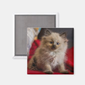 Aimant Cutest Baby Animals | Siamese Kitten (Recto/Verso)