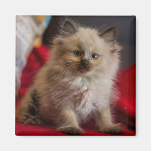Aimant Cutest Baby Animals Siamese Kitten