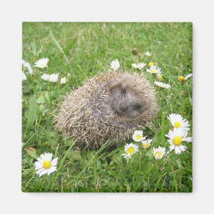 Aimant Cutest Baby Animals Spanish Hedgehog