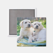 Aimant Cutest Baby Animals | Yellow Labrador Retrievers (Recto/Verso)