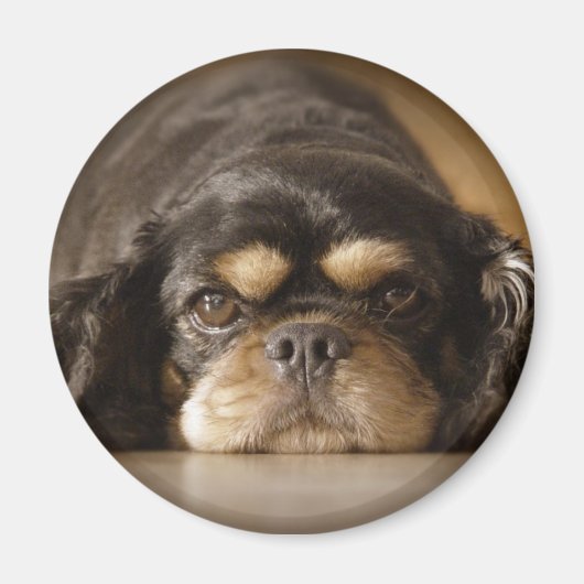 Aimant Cutie Cav ! (Devant)