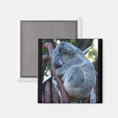 Aimant Cutie Pie Koala (Recto/Verso)