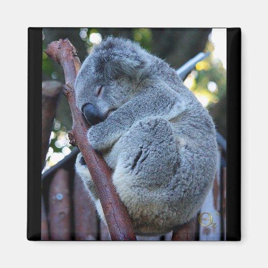 Aimant Cutie Pie Koala (Devant)