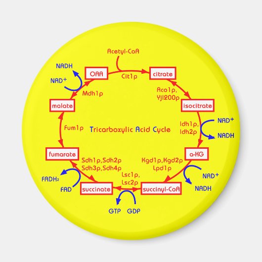 Aimant cycle acide tricarboxylique (Devant)