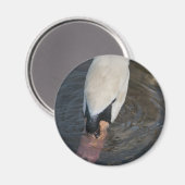 Aimant Cygne (Recto/Verso)