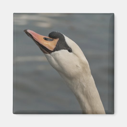 Aimant Cygne (Devant)