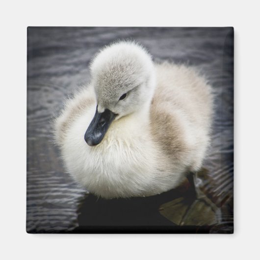 Aimant Cygne bébé | Cygnet (Devant)