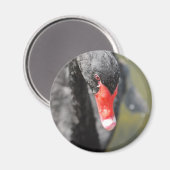 Aimant Cygne noir (Recto/Verso)