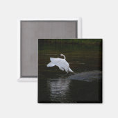 Aimant Cygne trompette (Recto/Verso)