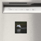 Aimant Cygne trompette (In Situ (Lave-vaisselle))