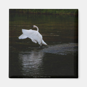 Aimant Cygne trompette