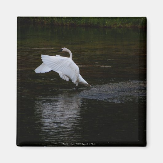 Aimant Cygne trompette (Devant)