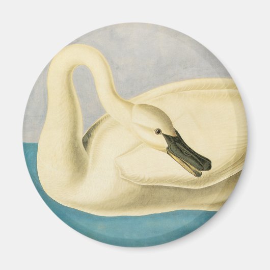 Aimant Cygne trompette par John James Audubon, Oiseau Vin (Devant)