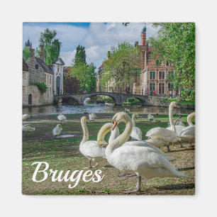Aimant Cygnes blancs dans le centre de Bruges