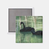 Aimant cygnes noirs (Recto/Verso)