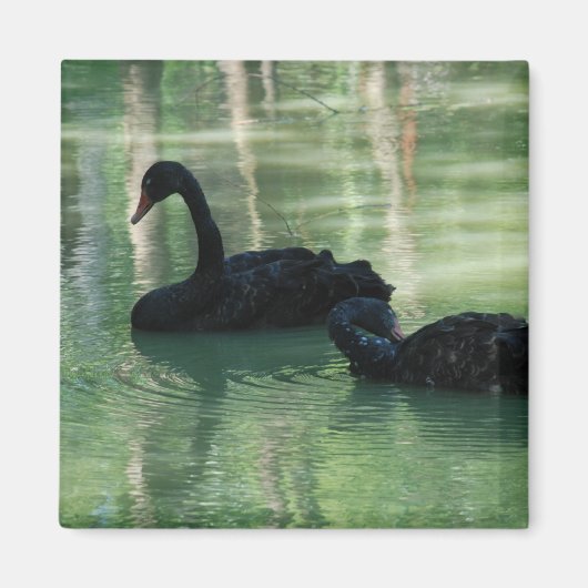 Aimant cygnes noirs (Devant)