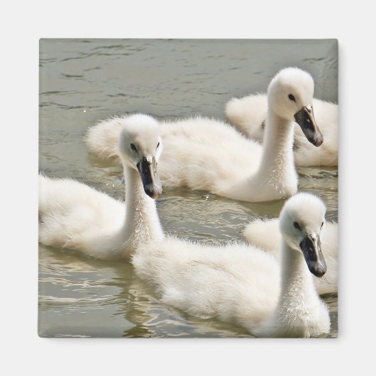 Aimant Cygnets de cygne nager (Devant)