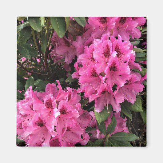 Aimant Cynthia Rhododendrons, Oregon (Devant)