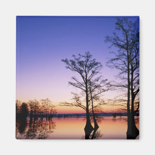 Aimant Cyprès chauves silhouettés au coucher du soleil,