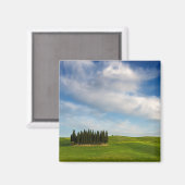 Aimant Cyprès dans l'aimant toscan (Recto/Verso)