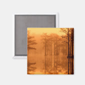 Aimant Cyprès George Smith State Park (Recto/Verso)