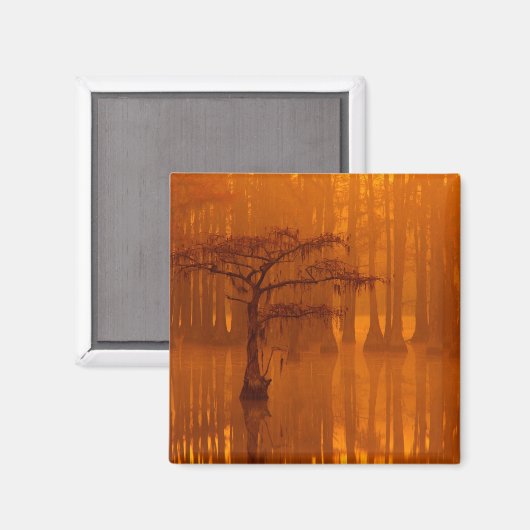 Aimant Cypress Trees | Parc d'état George Smith (Recto/Verso)