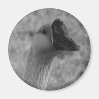 Aimant da goose