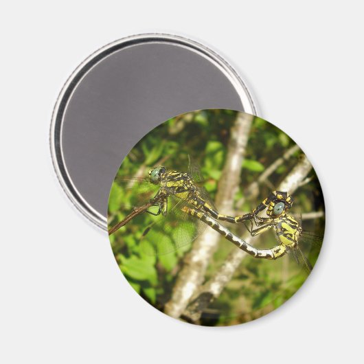 Aimant d'accouplement des libellules à queue Club (Recto/Verso)