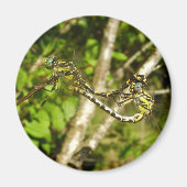 Aimant d'accouplement des libellules à queue Club (Devant)