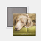 Aimant Dachshund (Recto/Verso)