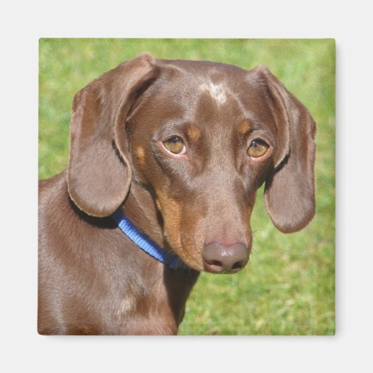 Aimant Dachshund (Devant)