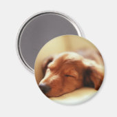 Aimant Dachshund dormir (Recto/Verso)