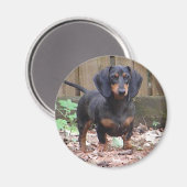 aimant dachshund mignon (Recto/Verso)